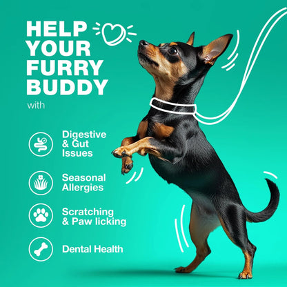 Do Not Sell On Amazon Probiotics For Dogs Support Gut Health Immunity Yeast Balance Itchy Skin Allergies Probiotics And Digestive Enzymes Coprophagia Deterrent For Dogs 180 Probiotic Chews For Dogs